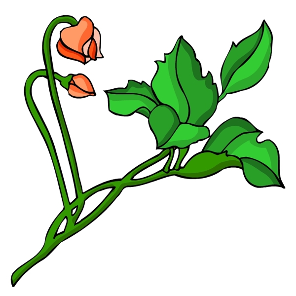 花卉古典插畫