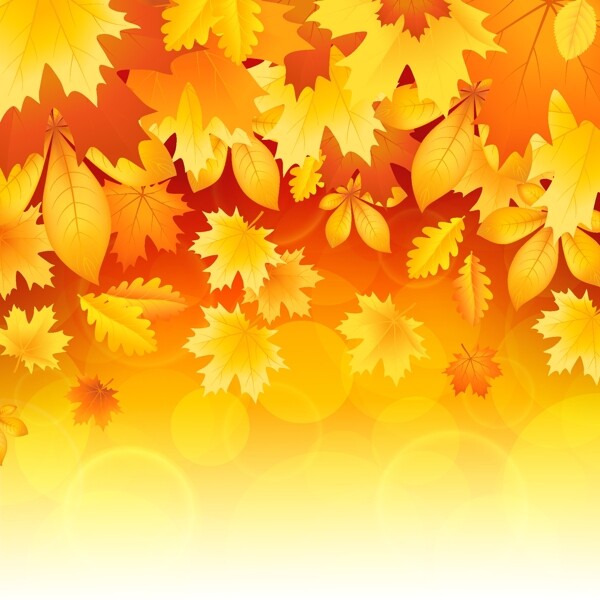 美丽的秋天的树叶矢量03