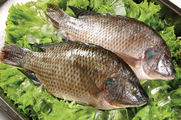 羅非魚