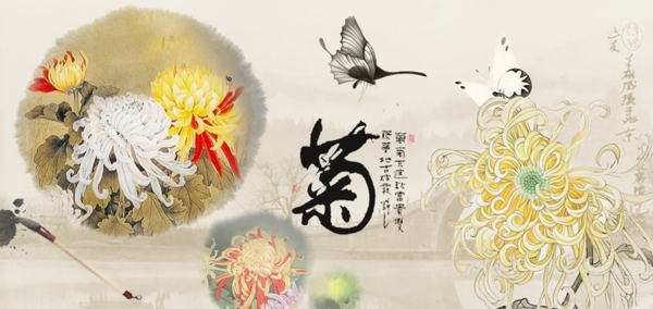 菊花圖片