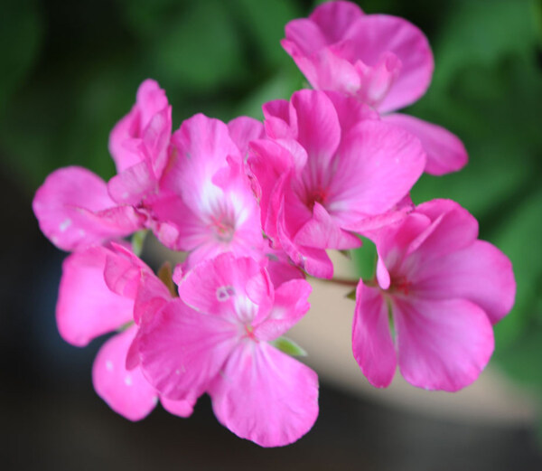 位圖植物攝影寫實(shí)花卉花朵數(shù)碼照片免費(fèi)素材