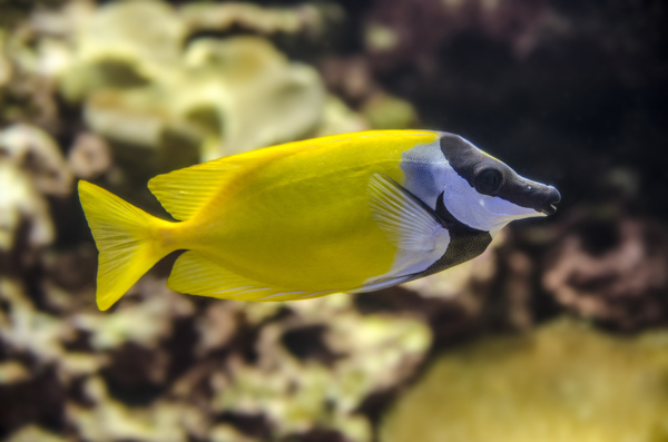熱帶魚圖片