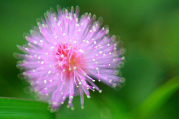 花蕊圖片
