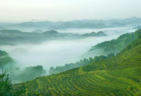 茶海云雾图片