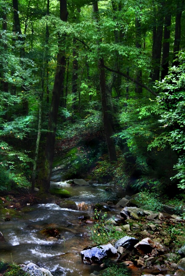 大森林绿色丛林小溪流图片