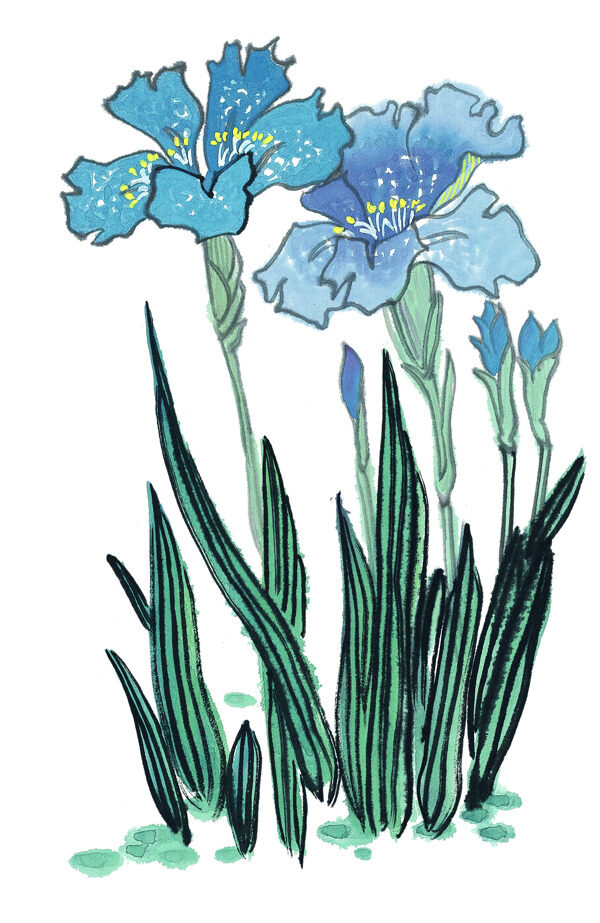萱草花