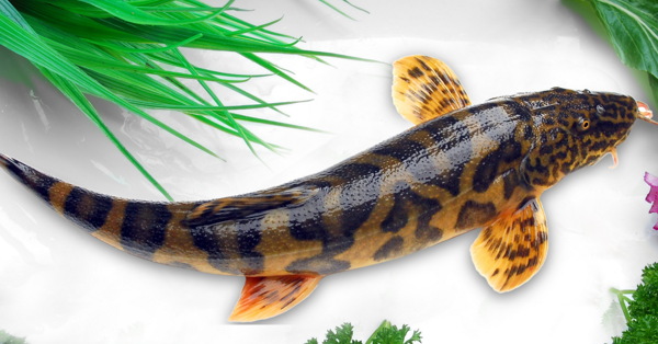 老虎魚圖片