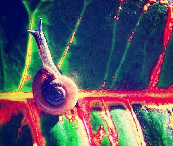 显微镜下树叶上的蜗牛图片