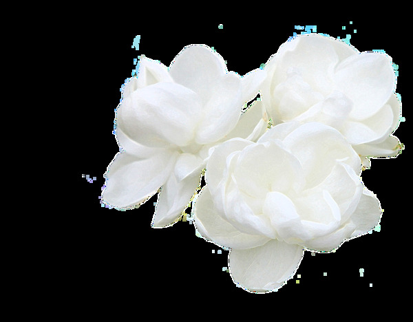 洁白花卉透明素材