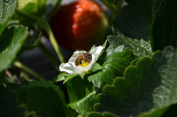 蜜蜂花朵和草莓图片