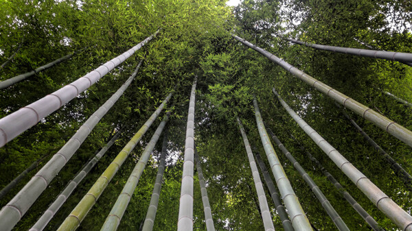 竹林风光摄影