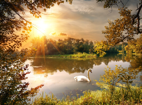 秋天湖泊上的天鹅图片
