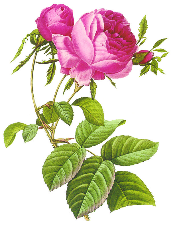 漂亮的花圖片