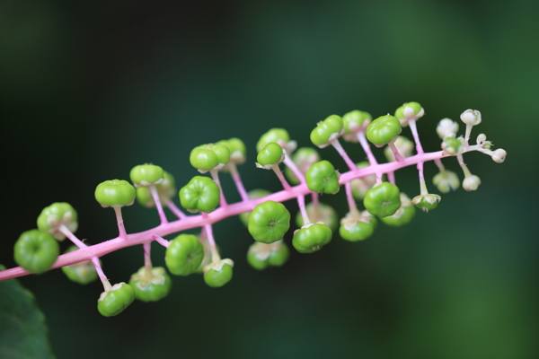 草本植物商路