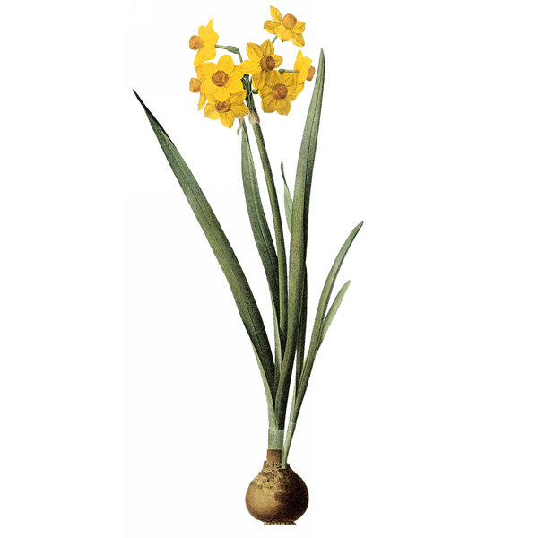 位圖藝術(shù)效果水彩花卉免費(fèi)素材
