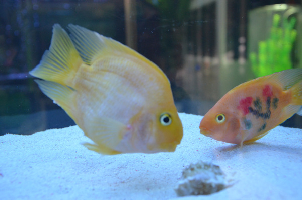 魚海底魚熱帶魚圖片
