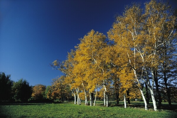秋天的枫树林风景
