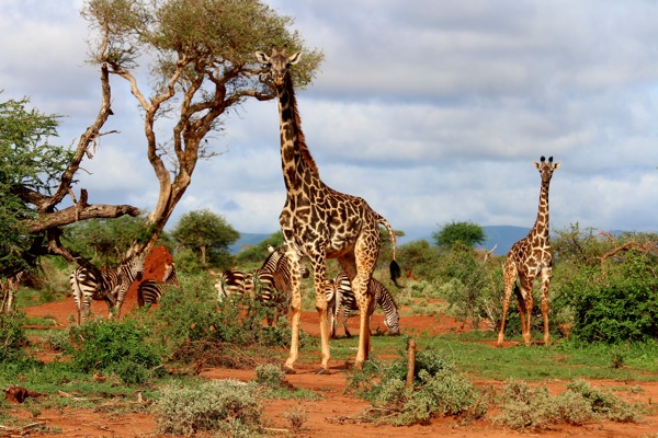 一群野生长颈鹿