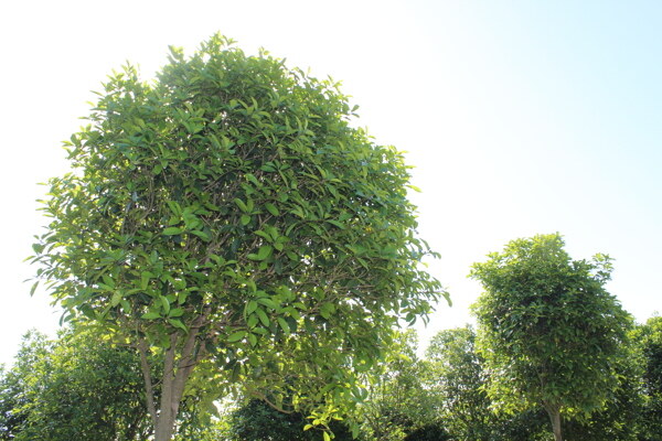 苗木桂花树