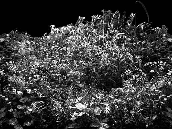 植物貼圖素材建筑裝飾JPG1775