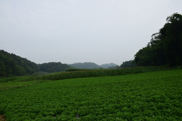 綠地