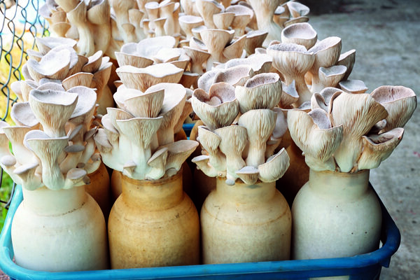 蘑菇栽培