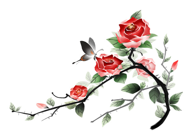 月季花圖片