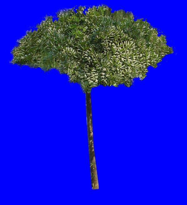 植物貼圖素材JPG1048