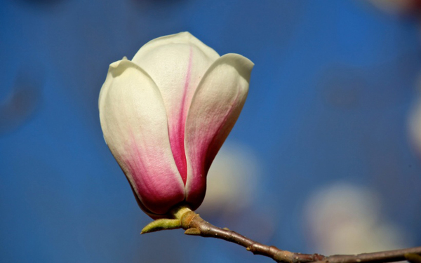 位圖植物花朵寫實(shí)花卉野花免費(fèi)素材