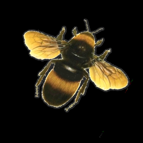 大蜜蜂图片免抠png透明图层素材