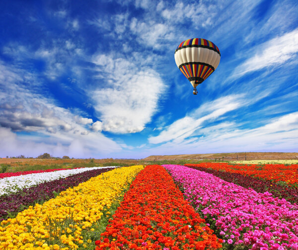 美丽鲜花与热气球图片