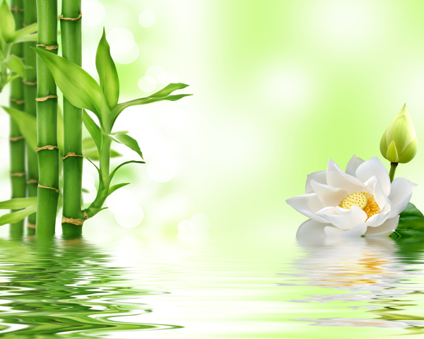 水中花竹子