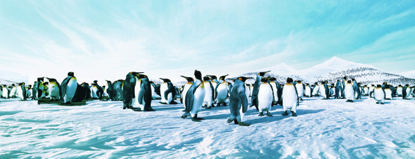 南极雪地上的企鹅图片