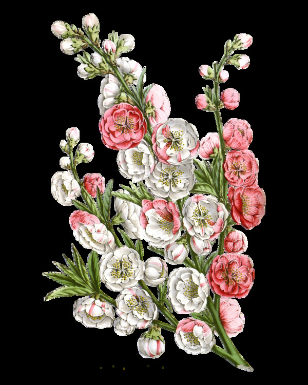 粉色高清精美花朵PNG元素