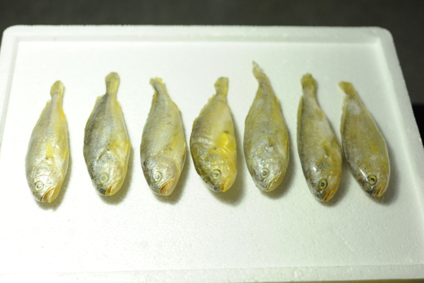 小黃魚