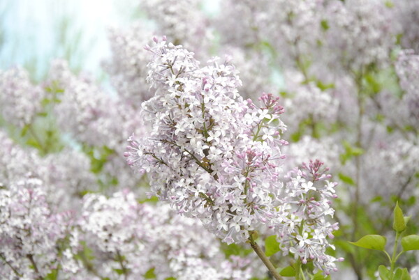 丁香花圖片