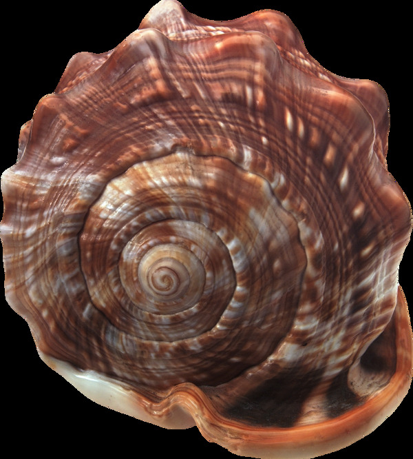 漂亮棕色海螺免抠png透明图层素材