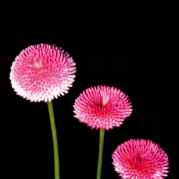位圖植物攝影寫實花卉花朵數(shù)碼照片免費素材