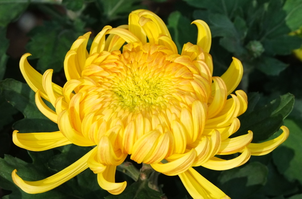 菊花圖片