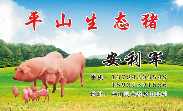 生態(tài)豬名片