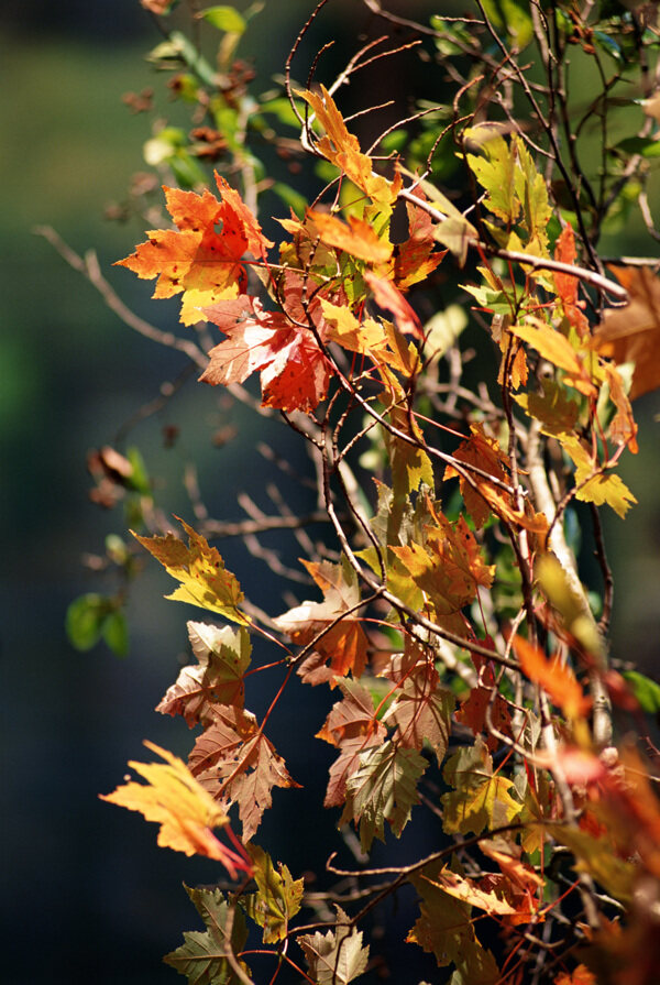 秋天枫叶摄影图片