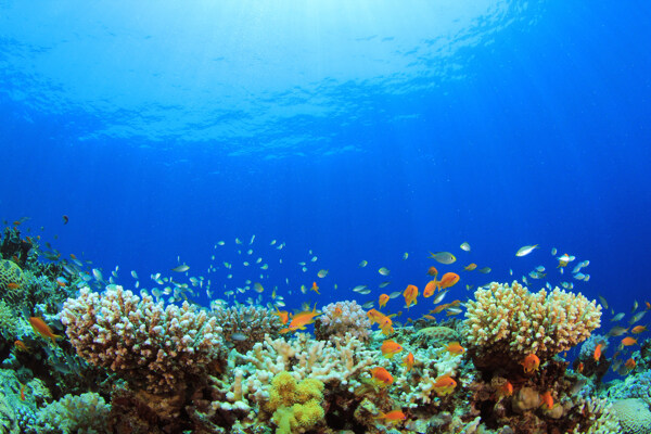 海底的珊瑚和鱼群图片