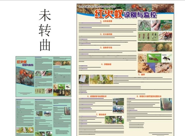紅火蟻的監(jiān)控與識別