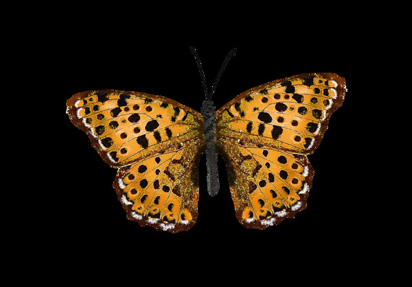 动物蝴蝶标本png透明素材