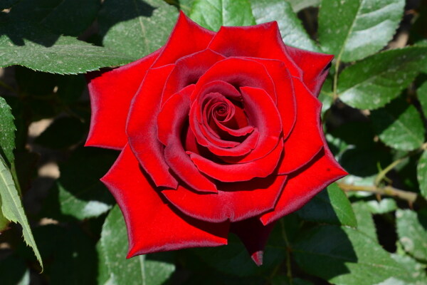 月季花