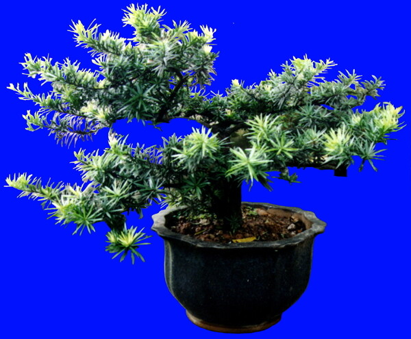 盆栽g130盆景盆花植物素材