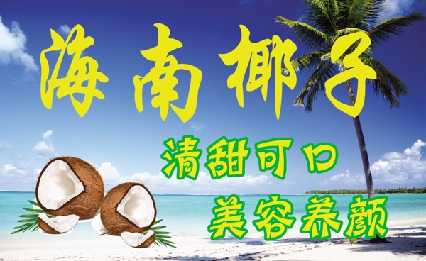 海南椰子圖片