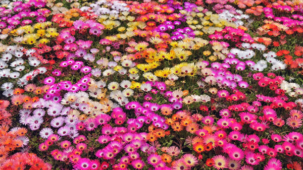 花海圖片