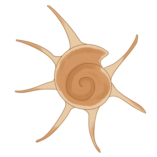 螺旋贝壳海螺