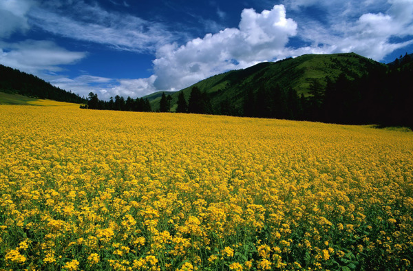 田園風(fēng)光